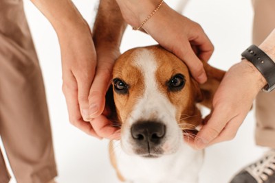 複数の人に撫でられている犬