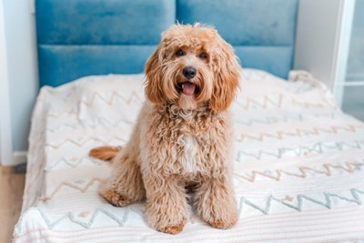 ふさふさの犬