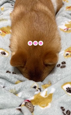 無言の抗議をするはなちゃん