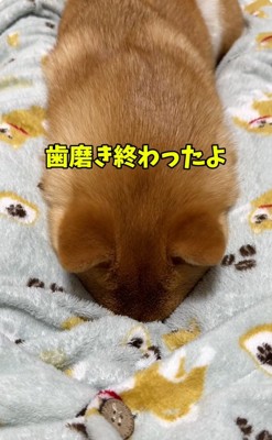 拗ねるはなちゃん