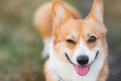 ウィンクをしている犬のアップ