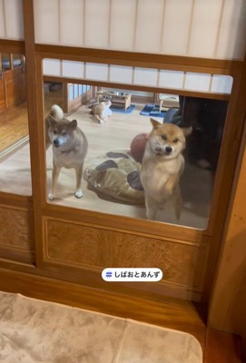 しばお君は引き気味？