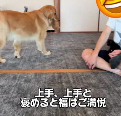 部屋中を練り歩く福ちゃん