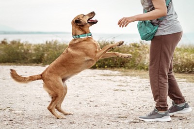 立ち上がる茶の犬
