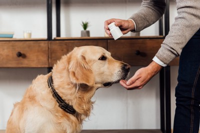 飼い主が犬にサプリメントを差し出している光景