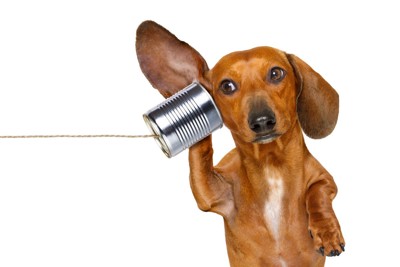 糸電話を耳に当てる犬