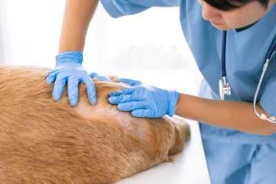 犬の皮膚をチェックする獣医師