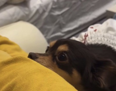 顎乗せする犬