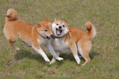 柴犬2匹