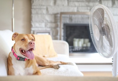 扇風機にあたる犬
