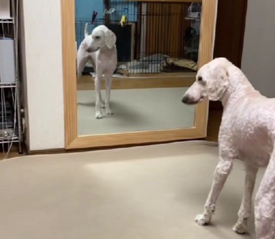 「新しいわんこかしら？」