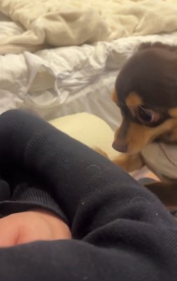 腕に前足をかける犬