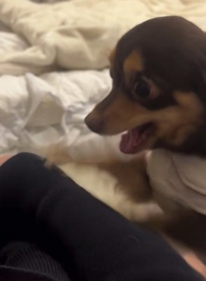 怖い顔の犬