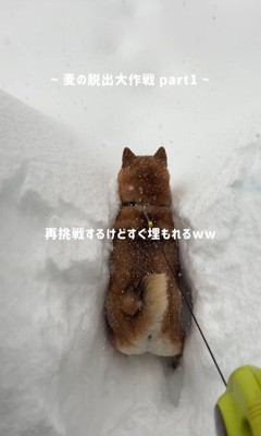 諦めずに挑戦！