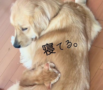 「…」