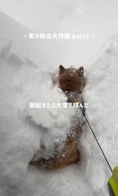 体の上に雪が！