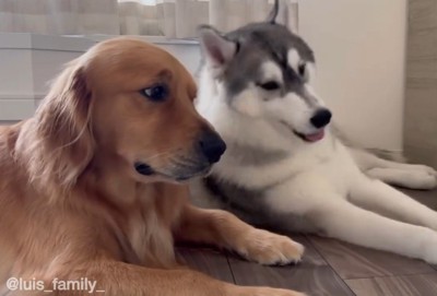 ゴールデンレトリバーに寄りかかるハスキー犬