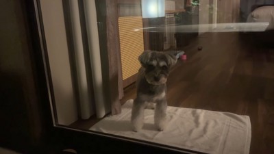 旅行中のティノちゃん7