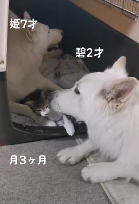 本当の親子のよう!?