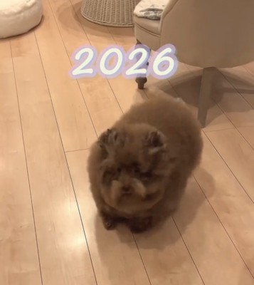 床に立つ犬