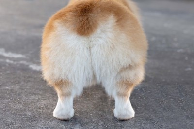 コーギーのおしり
