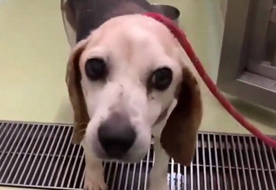 赤いリードを着けられた犬