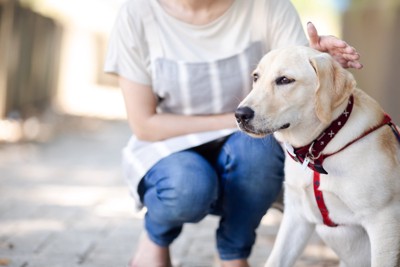 散歩中に座り込む犬