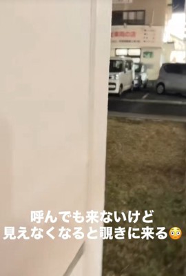 飼い主さんが隠れた時のめかぶ君3