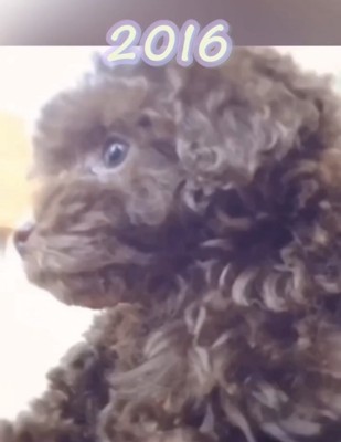 横を向く子犬