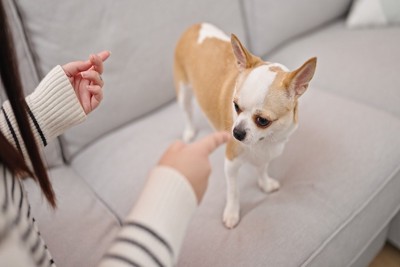 犬を叱る女性