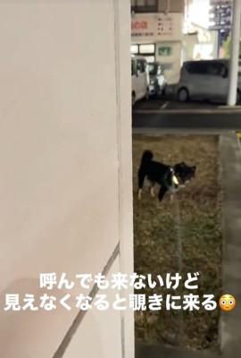 飼い主さんが隠れた時のめかぶ君4