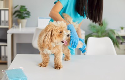 足を診察してもらう犬