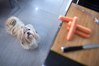 ウインナーを見上げる犬