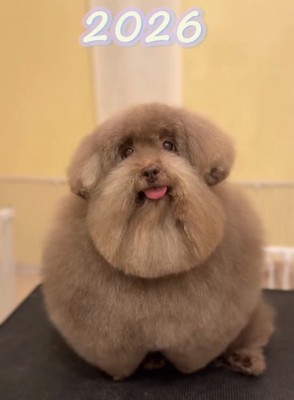 まんまるな犬