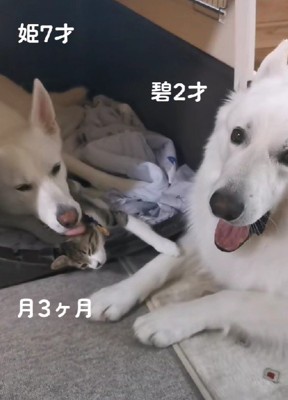 姫ちゃんは毛づくろい