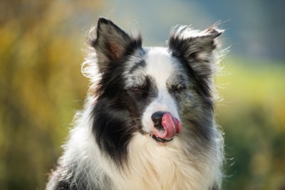 鼻を舐める犬