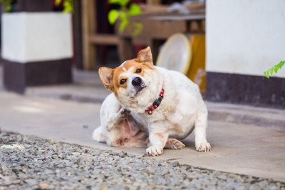 足でかく、茶白の犬