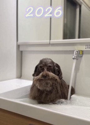 濡れた犬