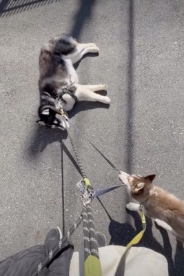 「動けぇぇ」