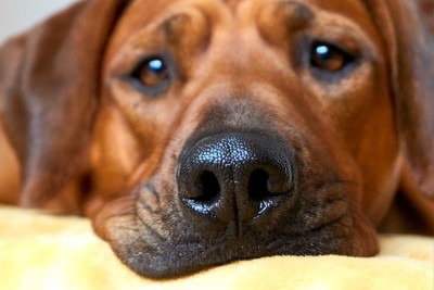 しっとりしている犬の鼻