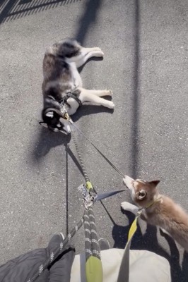 グイグイッ