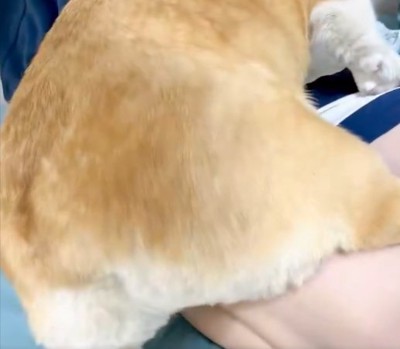 コギケツ