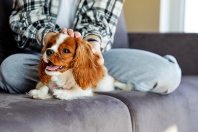 ソファの上で飼い主になでられている犬