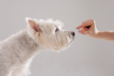 人が差し出す薬を見つめる犬