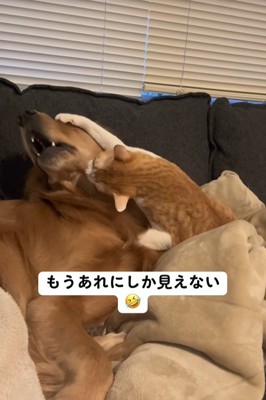 まるでトム・ブラウンのツッコミ！？