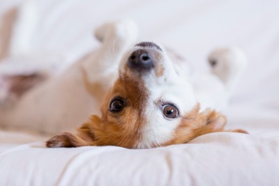 仰向けでベッドに寝転ぶ犬