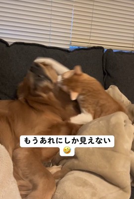 猫パンチ！！