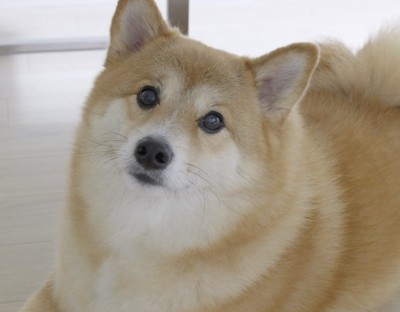 飼い主