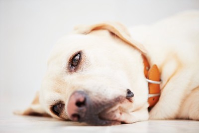 床に横になる不満げな犬
