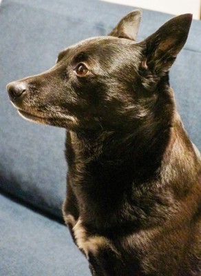 愛犬
